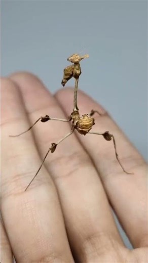 Ye Insect Real Hai Ya Alien? 😱 | World’s Strangest Creature 🐛👽 #shorts