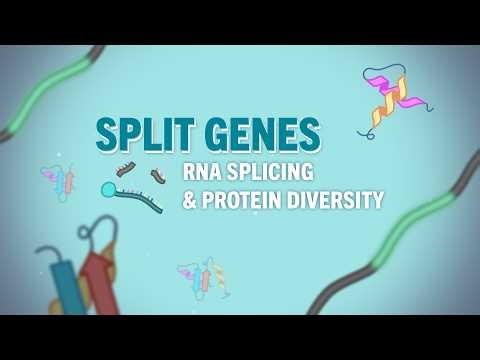 RNA Explained: Split Genes – RNA Splicing & Protein Diversity