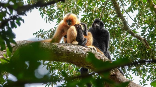 With only 42 individuals remaining, the Hainan gibbon is the world's rarest ape. Once driven to the brink of extinction by logging and hunting, the species is now showing signs of recovery within China's Hainan Tropical Rainforest National Park. As China enters its 15th Five-Year Plan period, the forthcoming National Park Law is set to usher in a new era of ecological protection, as the country aims to build the world's largest national park system by 2035. | CGTN