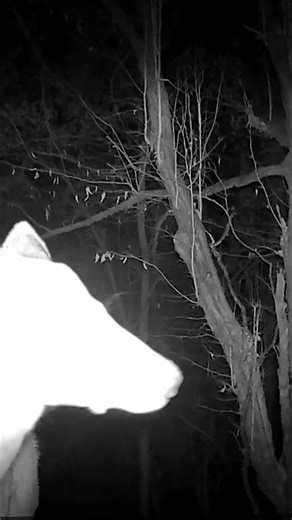 Cervus elaphus ♀️- Eastern Italian Alps