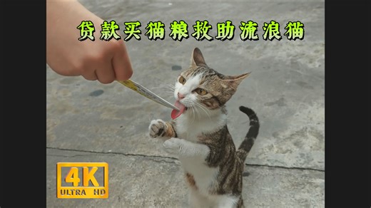 贷款买猫粮救助流浪猫，08女大和90后大叔的情侣日常