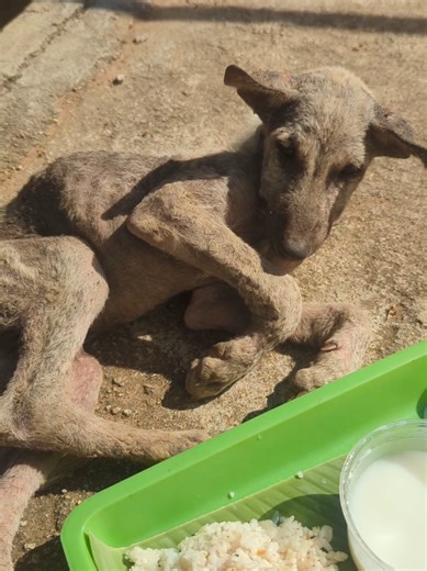 Puppy Love: Embracing the Joy of Baby Dogs