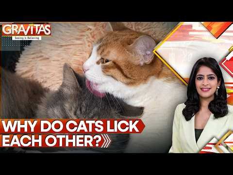Why Do Cats Lick Each Other? | Gravitas | WION