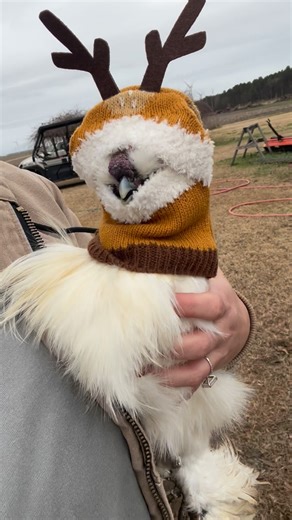 Petco on Instagram: "woke up feeling festive as flock 🐣🎄 merry christmas 🌟🎁 🎥: @camelliagagepoultry"