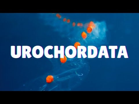 Phylum Urochordata | Animal Classification | Class 10 | Science | Maharashtra | Khan Academy