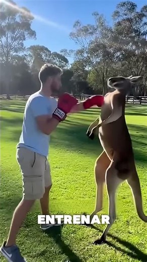 Golpeé a un canguro para salvar a mi perro
