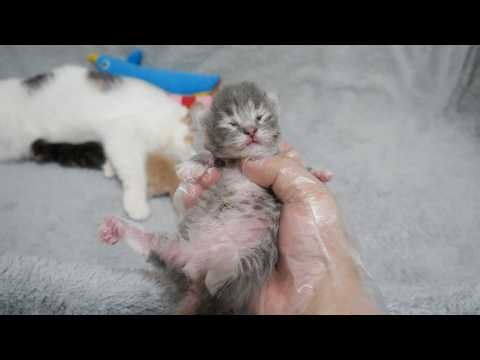 Here are the baby kittens who stay calm even when held...