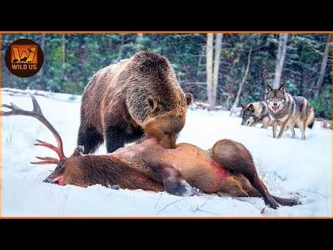 Grizzly Bear Attacks: The Most Dangerous Wilderness Encounters | Nature Animal Documentary