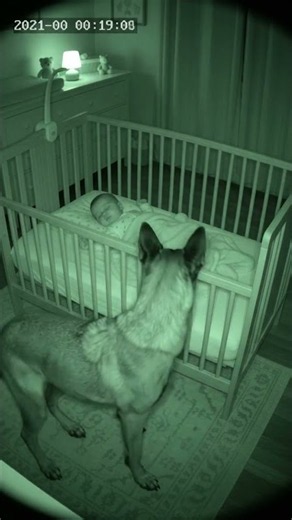 Dog Protects Baby — Real CCTV Footage Caught on Camera 🐾👶 #dog #cctv #babymonitor