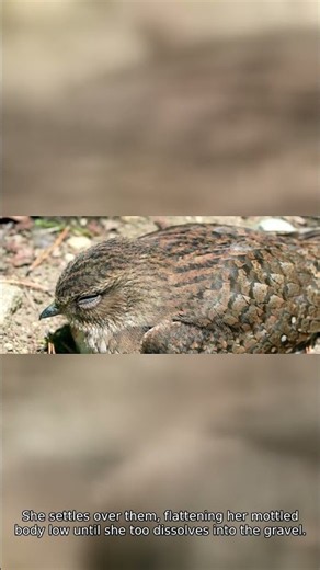 Amazing Common Nighthawk Nest Building! #Shorts
