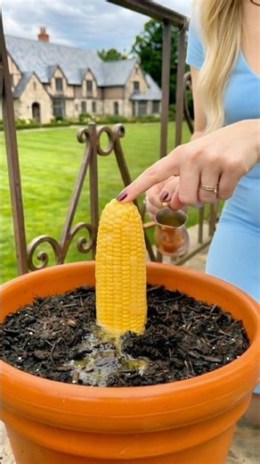 Grow Corn in Pots at Home DIY Garden Inspiration 🌽🌽🌽