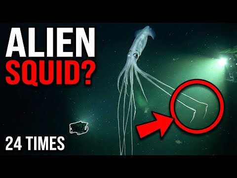 The Ocean’s Most Alien Squid Was Filmed… Less Than 24 Times Ever