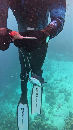 How we catch Red Snapper #spearfishing