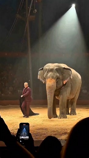 The Elephant Turned Into a White Tiger! 😱🐘🐯