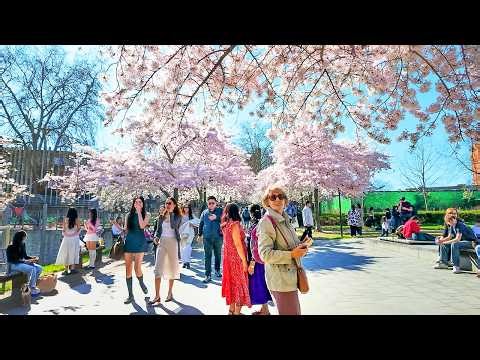 London Cherry Blossom Spring Walk 2026 🌸 Swiss Cottage, Primrose Hill & Regent’s Park | 4K HDR ASMR