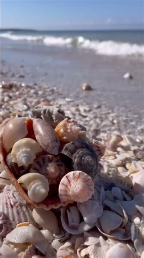 SWFL Life Hits Different 🌴🐬 | Dolphins, Manatees & Coastal Living in Southwest Florida