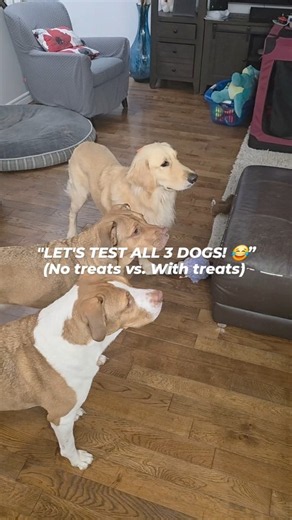I guess not everyone wants to play dead! 🤣#FunnyDogs #DogTricks #PlayDead #DogReels #ThreeDogs