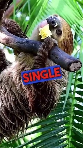 This Animal Has the SLOWEST Metabolism on Earth! 😱🦥 | Sloth Facts