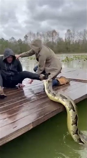 Giant Python Clamps His Boot and Slides Onto the Boards