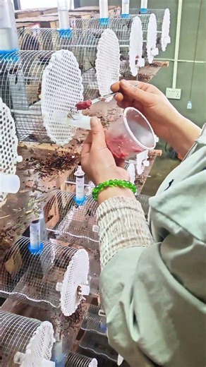 INSECT FACTORY: How Thousands of Wasps are Raised in Cages🐝