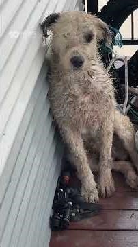 Queensland Towns Isolated Amid Monsoonal Rains | 10 News