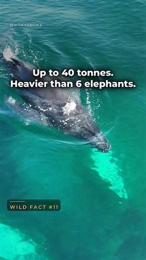Humpback whale — up to 40 tonnes, heavier than 6 elephants