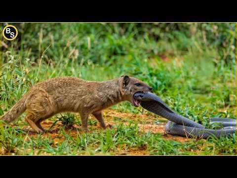 King Cobra vs Mongoose — The Ultimate Predator Duel