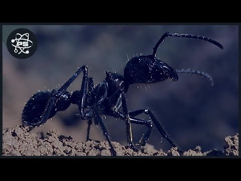 Jaguar Cub Meets Army Ants - Esaton Raid on Atta Leafcutters
