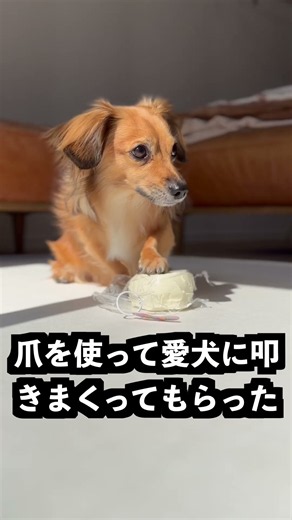 世界一硬いスクイーズの中身がまさかすぎた！