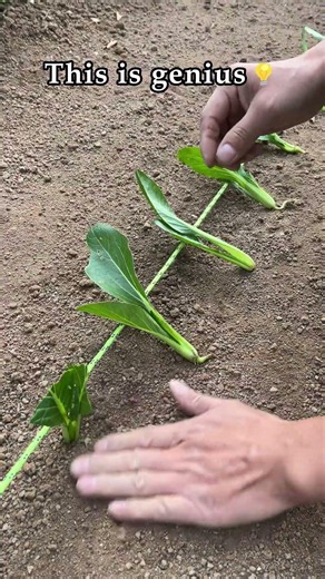 Wow, Farming Trick with rope!!
