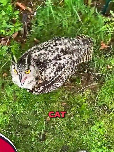 This Owl Acts Like a Cat and Won't Leave Him Alone 🦉 #shorts #owl #adorable
