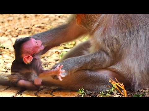 Adorable Wildlife 2026, Top Moments of Old Mommy Moments With The Tiny Newly Baby