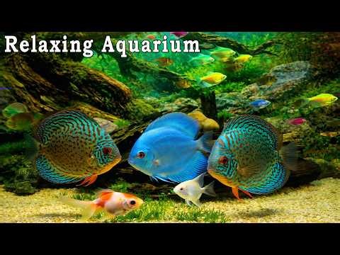 🔴 LIVE Aquarium 4K (NO Ads)🐠 Relaxing Fish Tank with Real Water Sounds (No Music)