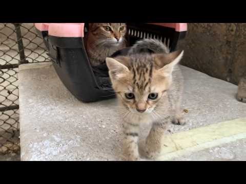 😹⚡ Tiny Gladiators! Epic Wrestling Show from Kittens