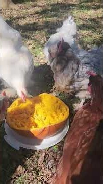 Can chickens eat pumpkin? Fall treat time!