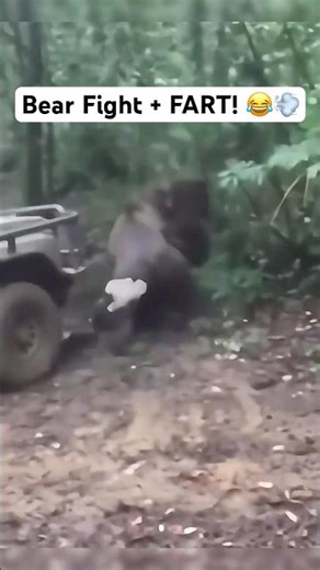 Serious Bear Fight Ruined by Fart! 😂💨🐻