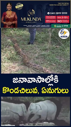 జనావాసాల్లోకి కొండచిలువ, ఏనుగులు