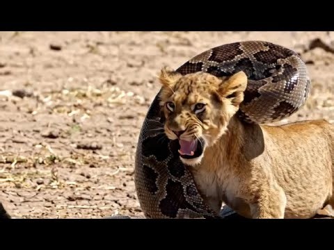 Mama Lion Attacks After python Grabs Her Hub 😨 