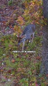 Buck Movement During the Rut