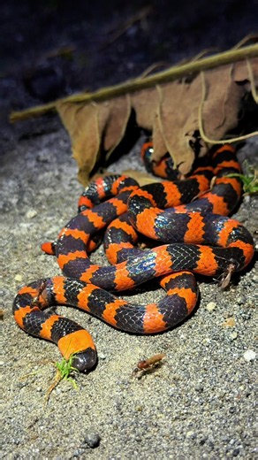 Exploring Costa Rica! #crocodile#rainforest#snake#wildlife#costarica | crocodile