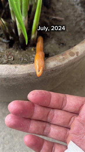 Cute Golden Swamp Eel