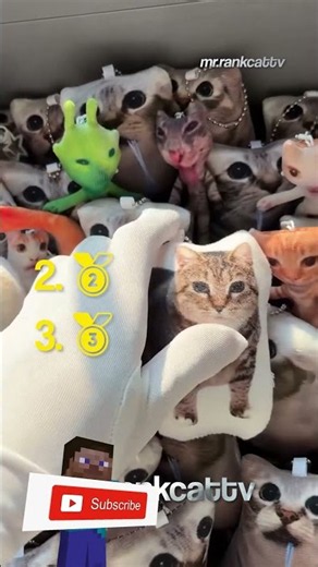 Ranking the Funniest Cats 😂🐱
