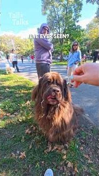 We met a spectacular Newfoundland dog! #Newfoundland #dog