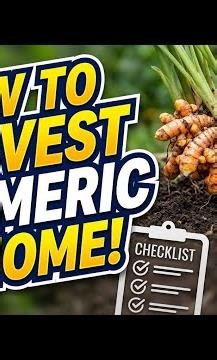 How to Harvest Turmeric at Home @Nimeshtimsina90 