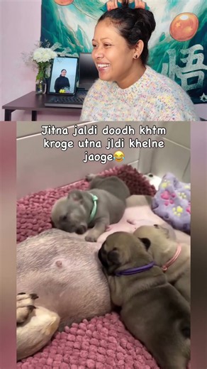 Ye To Akele Pura Doodh Nipta Dega Lag Raha! 😂🐶 #FunnyDogs #CutePuppies #shorts