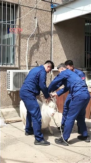 Eight lost goats wander into a fire station and returned home