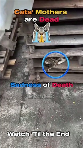 Cats' Mothers Died | Sadness of Death | #sad #cat
