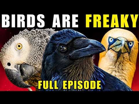 30+ Unhinged Birds That Don’t Give a Sh*t