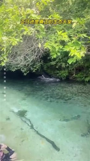 丛林里没有剧本，走进亚马逊热带雨林，一个被世人遗忘的角落，人类最后一片净土…来汽水音乐设置手机铃声#旅行大玩家 #亚马逊雨林