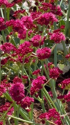 Watch a Bumble Bee (Papilio rutulus) visit CA native plant Eriogonum grande var. rubescens